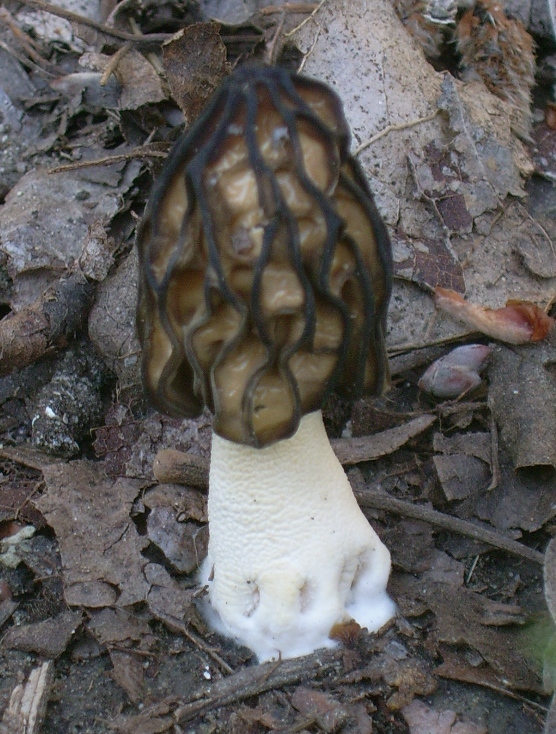 funghi da identificare